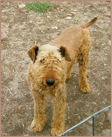 Jake, red Airedale