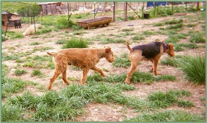 Jake, rare Red Airedale and Fancy Girl 