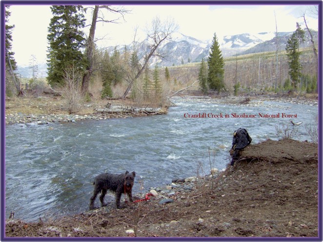 Black Airedale by Crandall Creek in the Beartooth Mountains