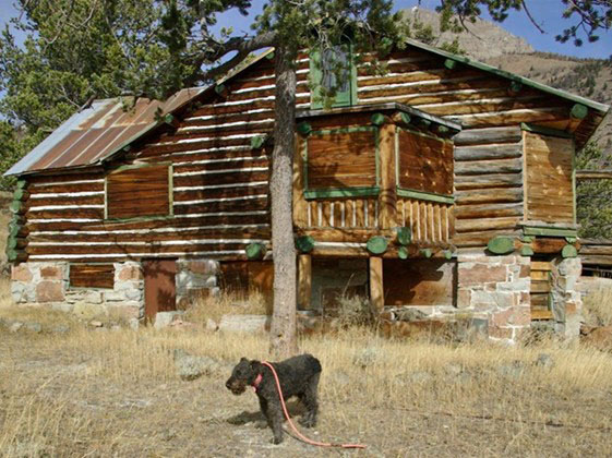 Black Airedale by Double Dee Guest Ranch Lodge