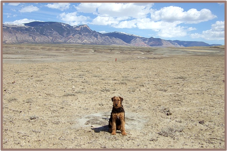 Airedale Miley in bentonite mine