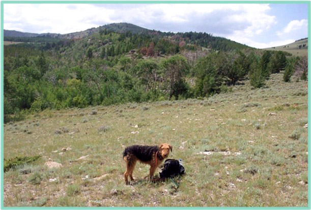 Airedale - Bayer Mountain, Freak Mountains western Wyoming