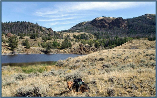 Airedale Terrier at lake on Carter Mountain