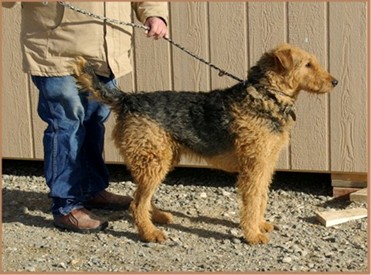 traditional working airedales