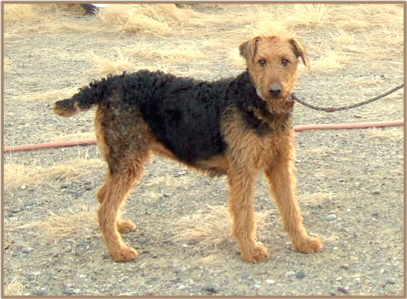 Our Airedale Twinkles at a year