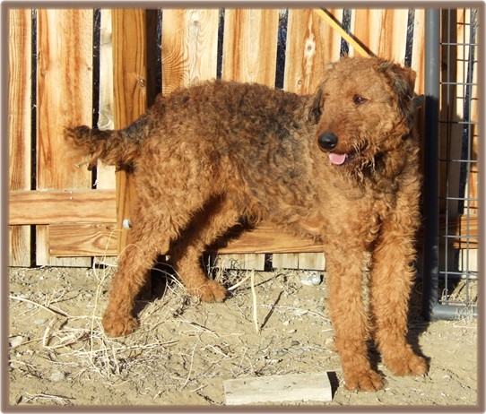 Tonka, large red male Airedale