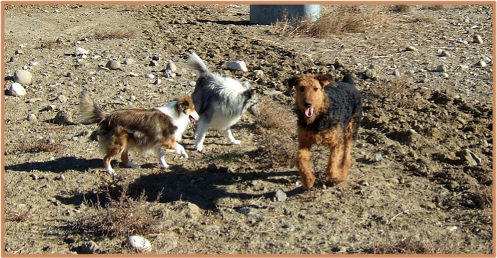 Miley (Airedale) with sheltie pals