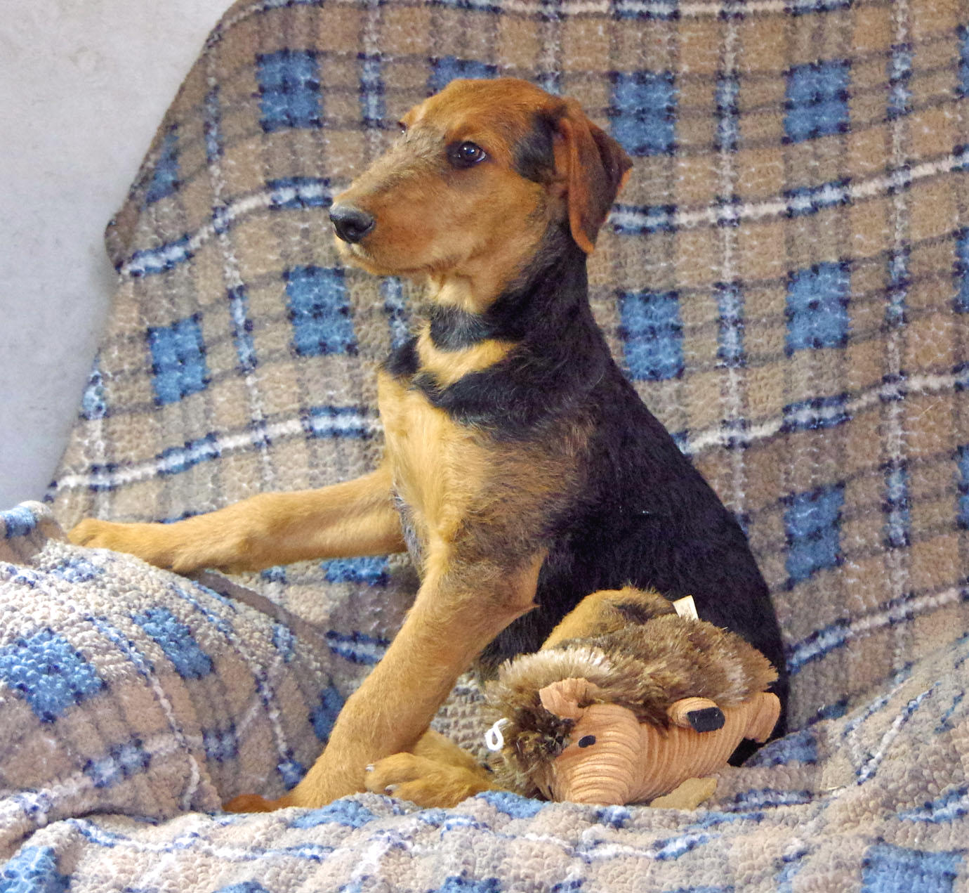 Airedale Terrier puppy