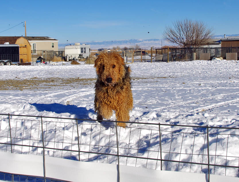 Large Airedale