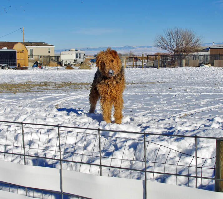 airedales for sale in olive hill ky