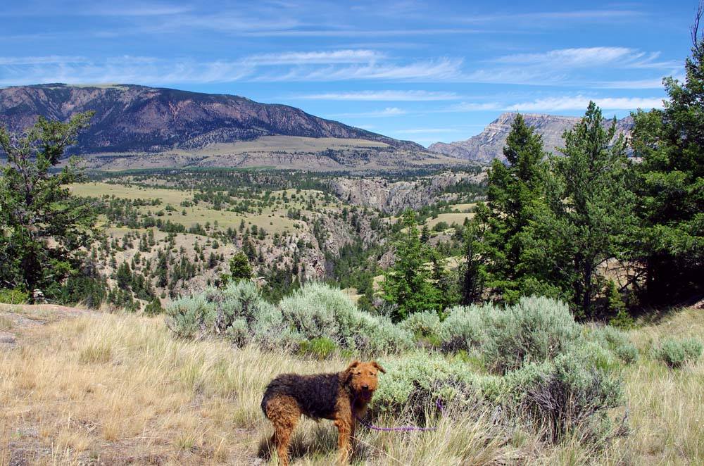 Airedale in Shoshone National Forest