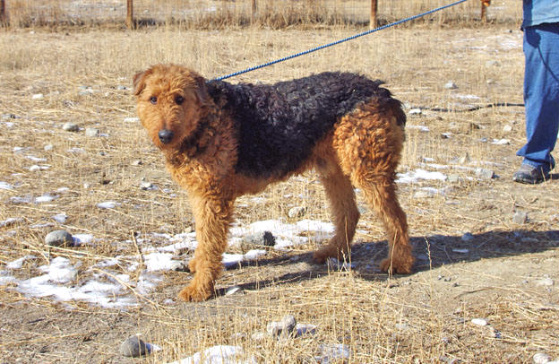 Airedale