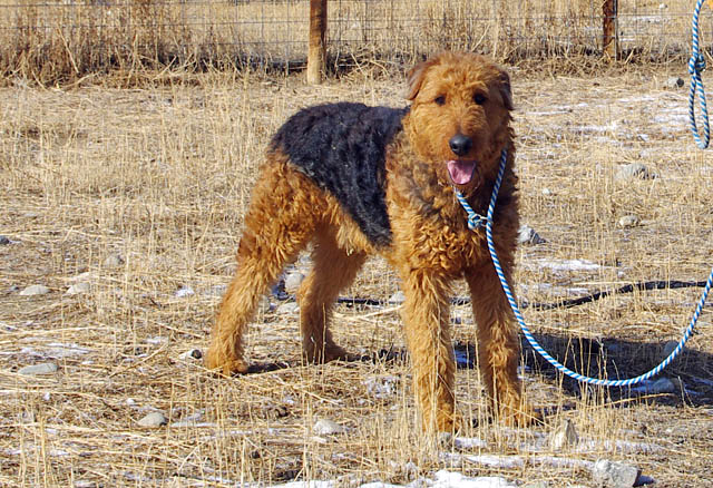 traditional working airedales