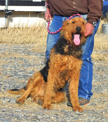 Large black and tan Airedale
