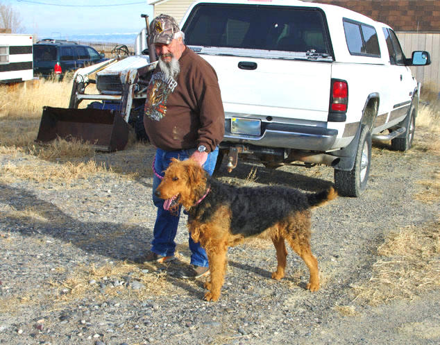 Airedale Terrier