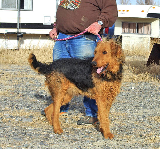 Airedale Terrier