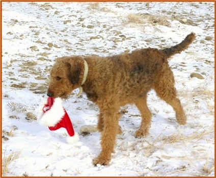 Rare red Airedale playing
